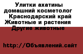 Улитки ахатины, домашний косметолог - Краснодарский край Животные и растения » Другие животные   